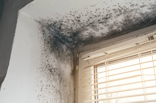 Affordable Mold Cleanup solutions in Park Ridge, IL
